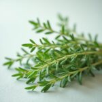 Dragoncello: proprietà magiche, usi e corrispondenze